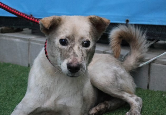 제주 동물보호센터_450650202503078